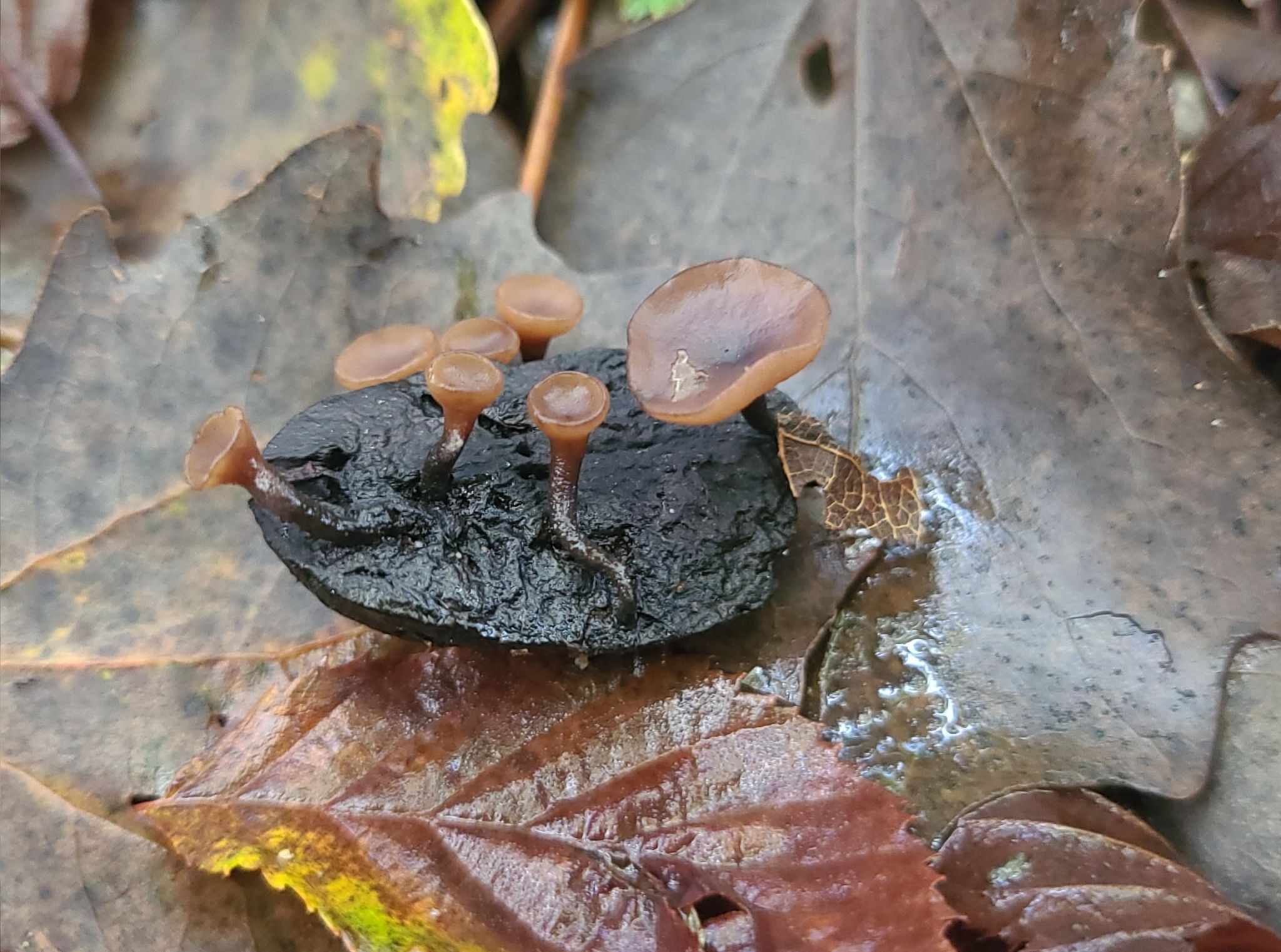 Ciboria batschiana