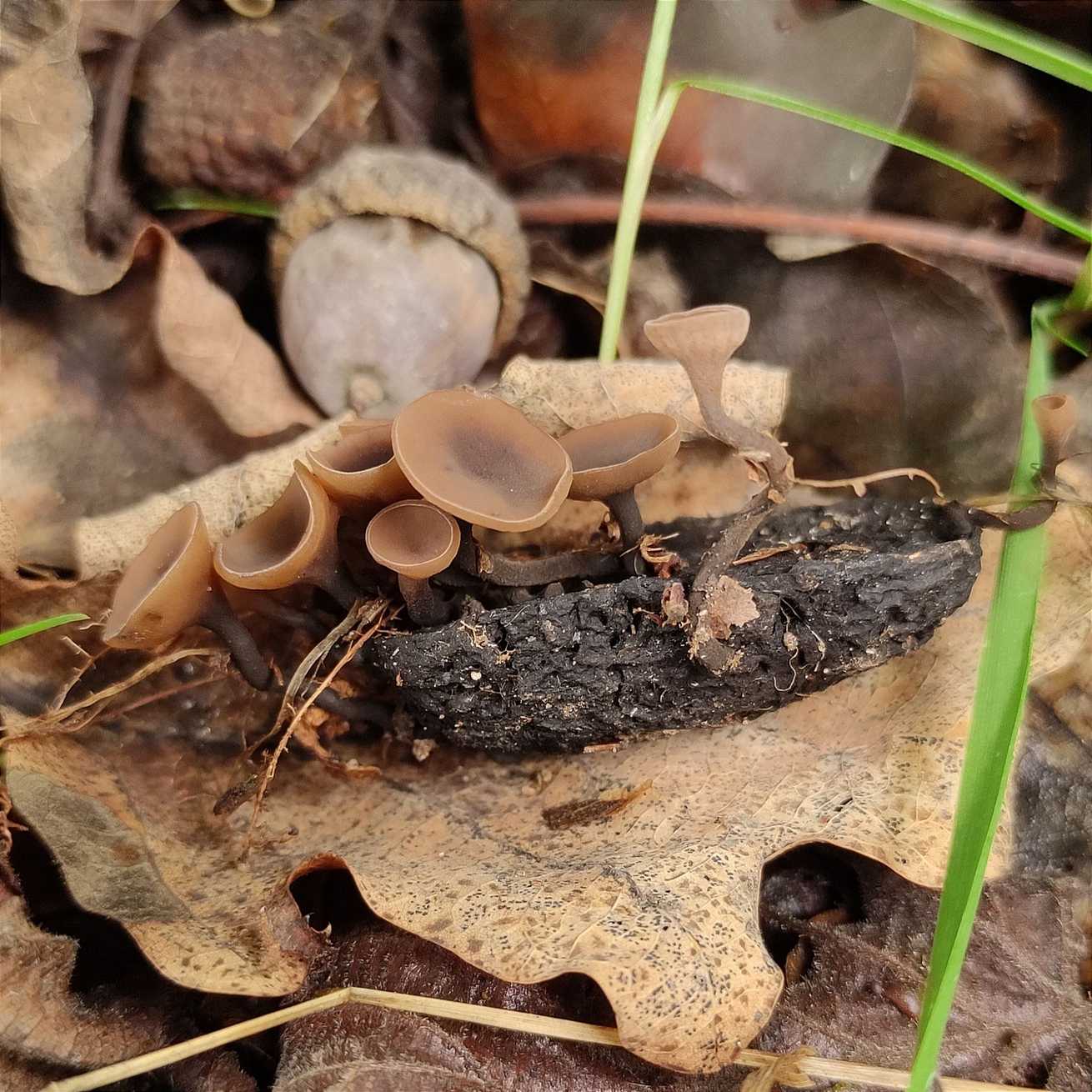 Ciboria batschiana