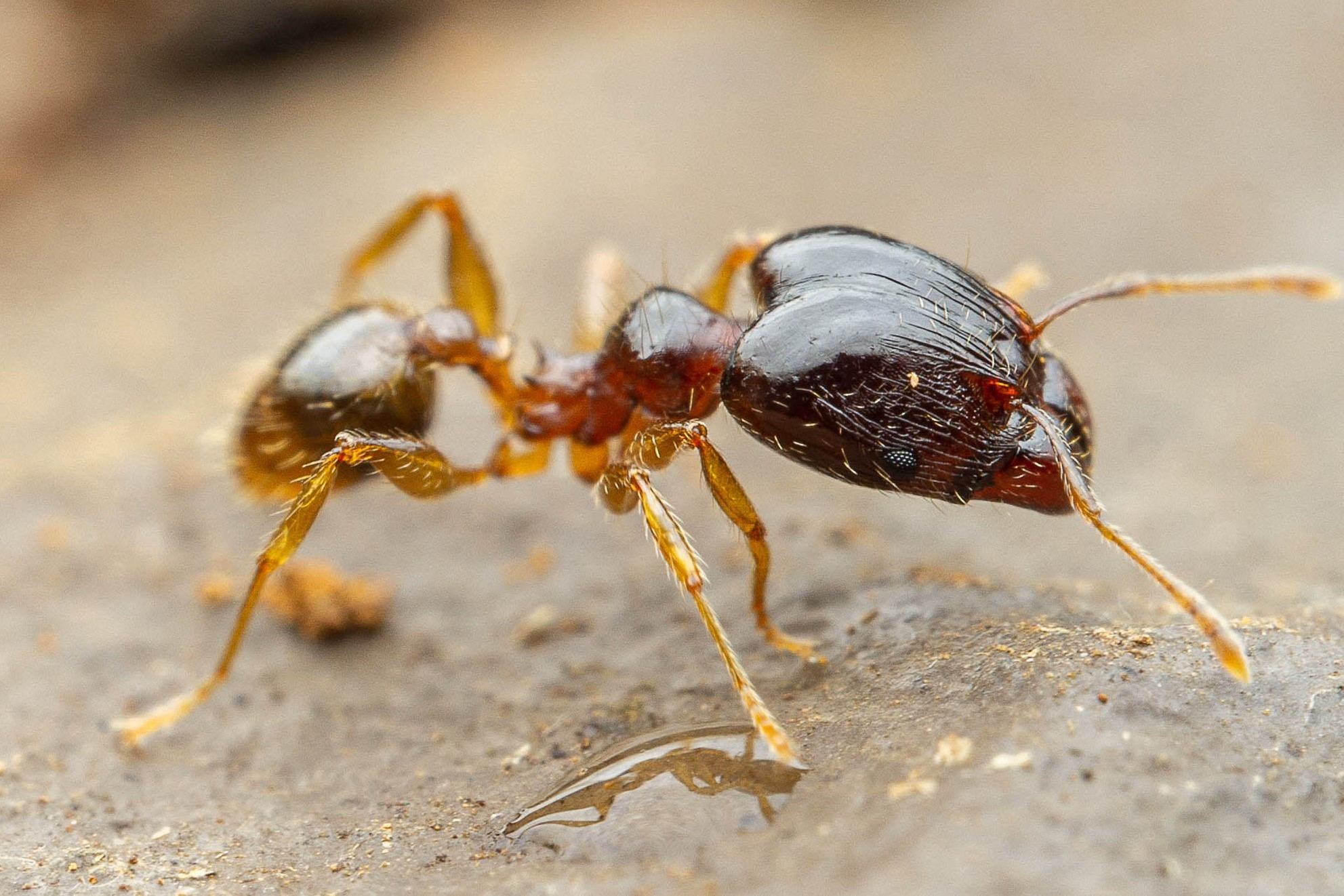 Pheidole megacephala