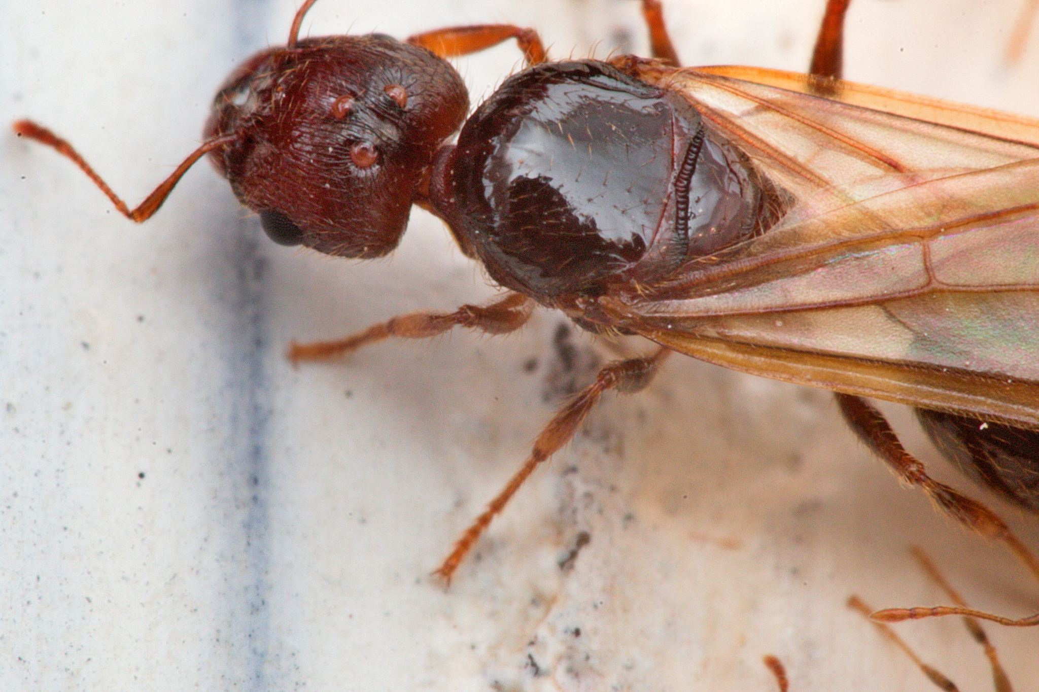 Pheidole megacephala