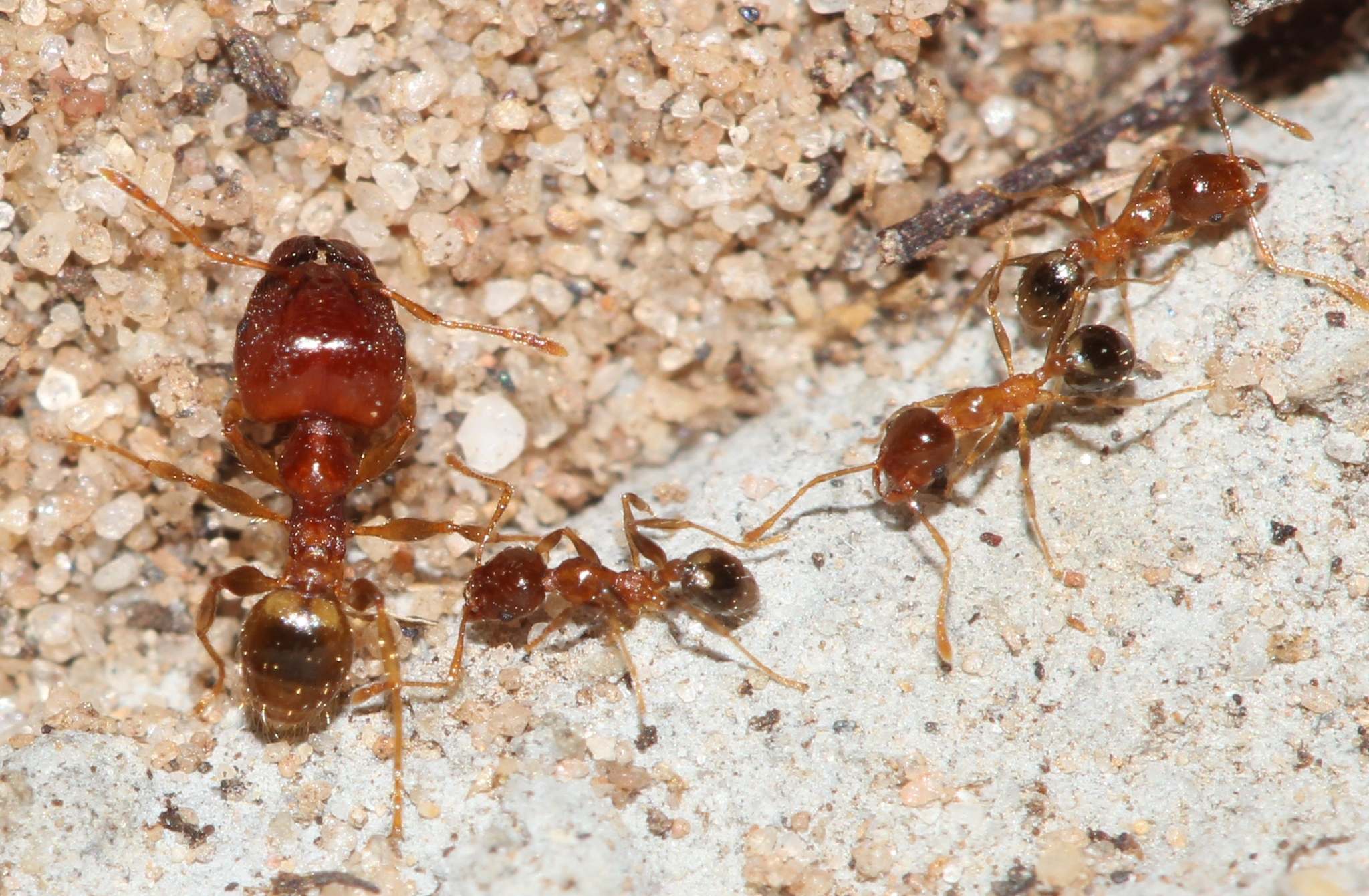 Pheidole megacephala