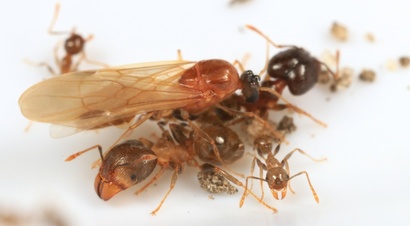 Pheidole megacephala