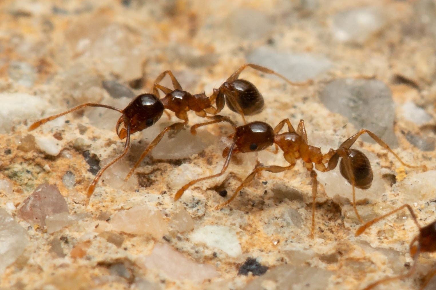 Pheidole megacephala