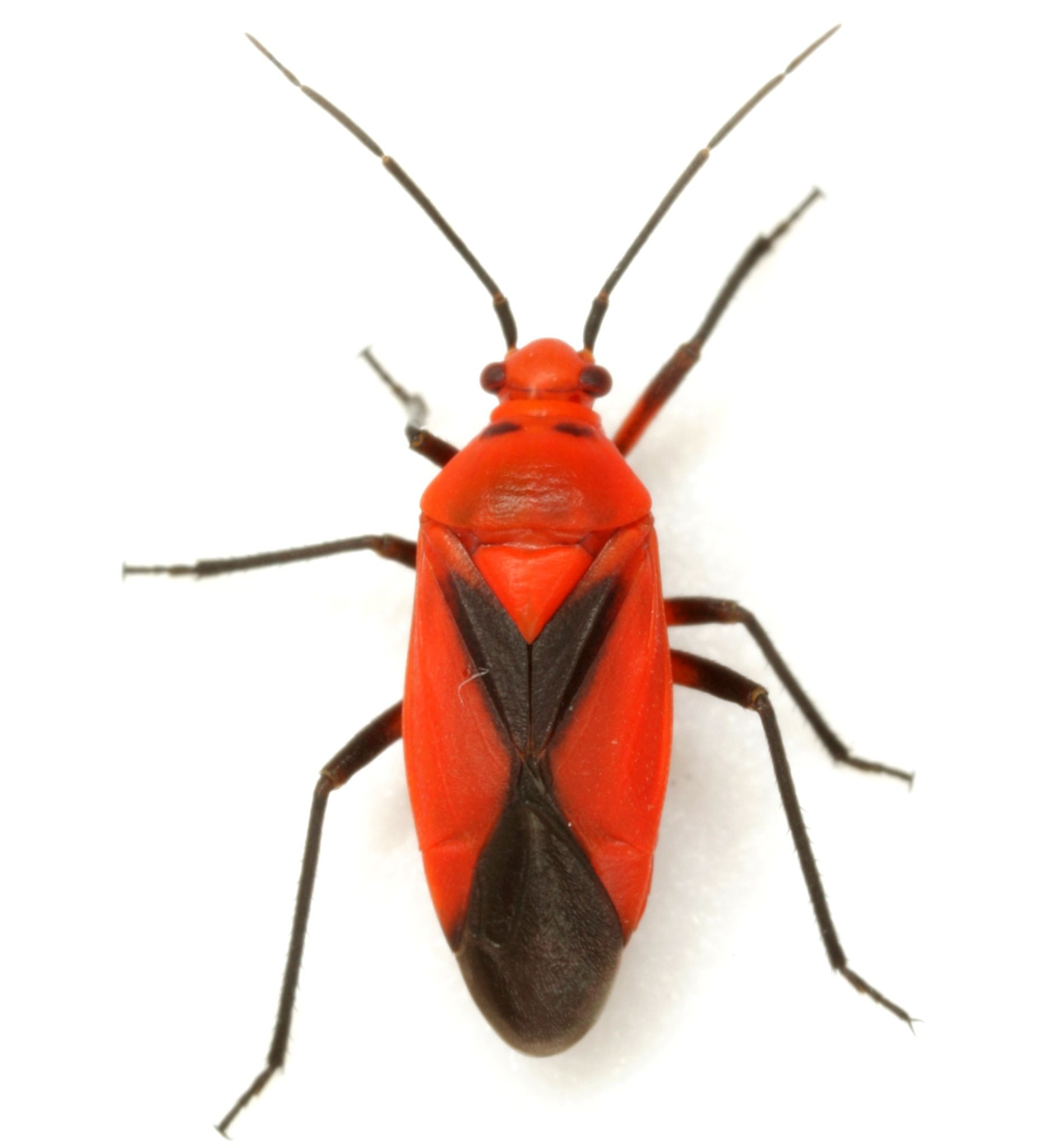 Oncerometopus