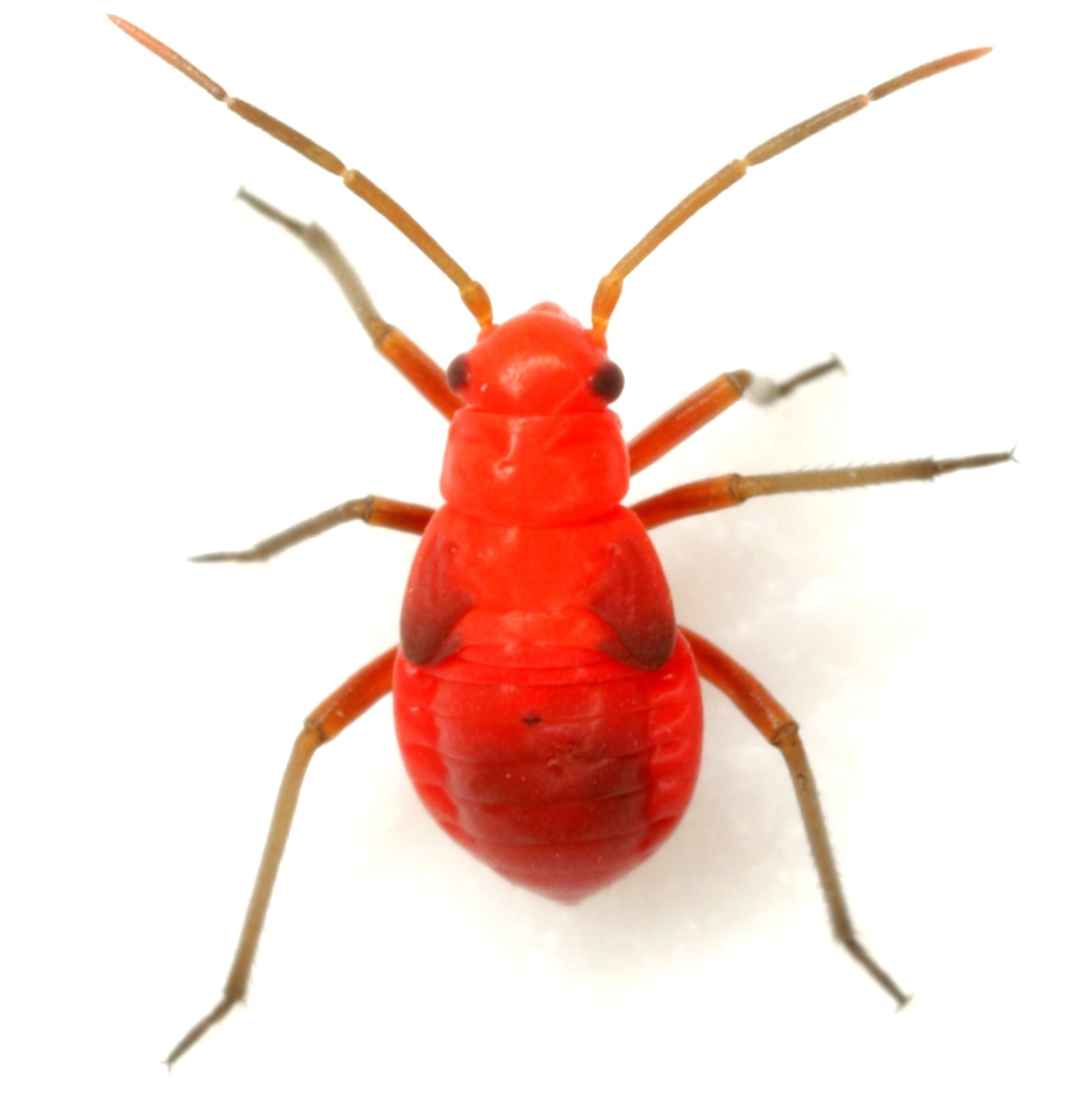 Oncerometopus