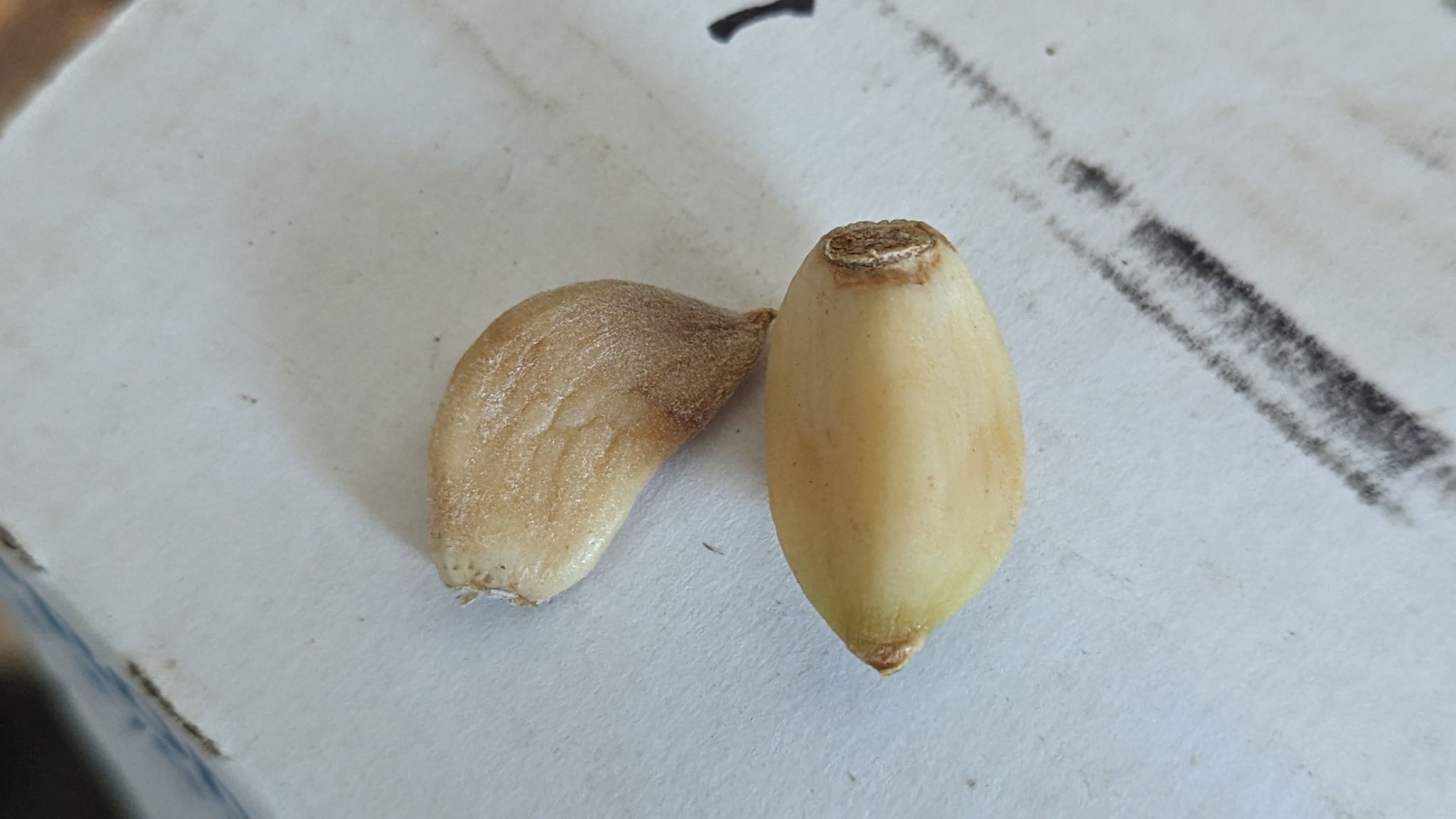 Aceria tulipae