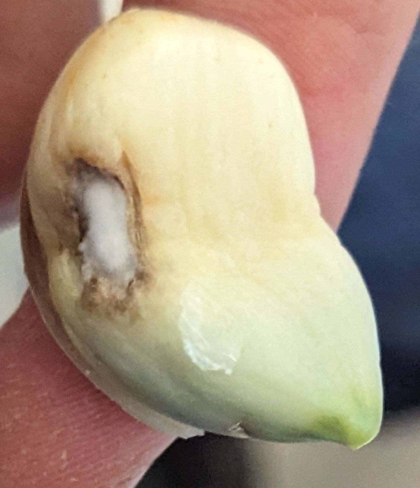 Aceria tulipae