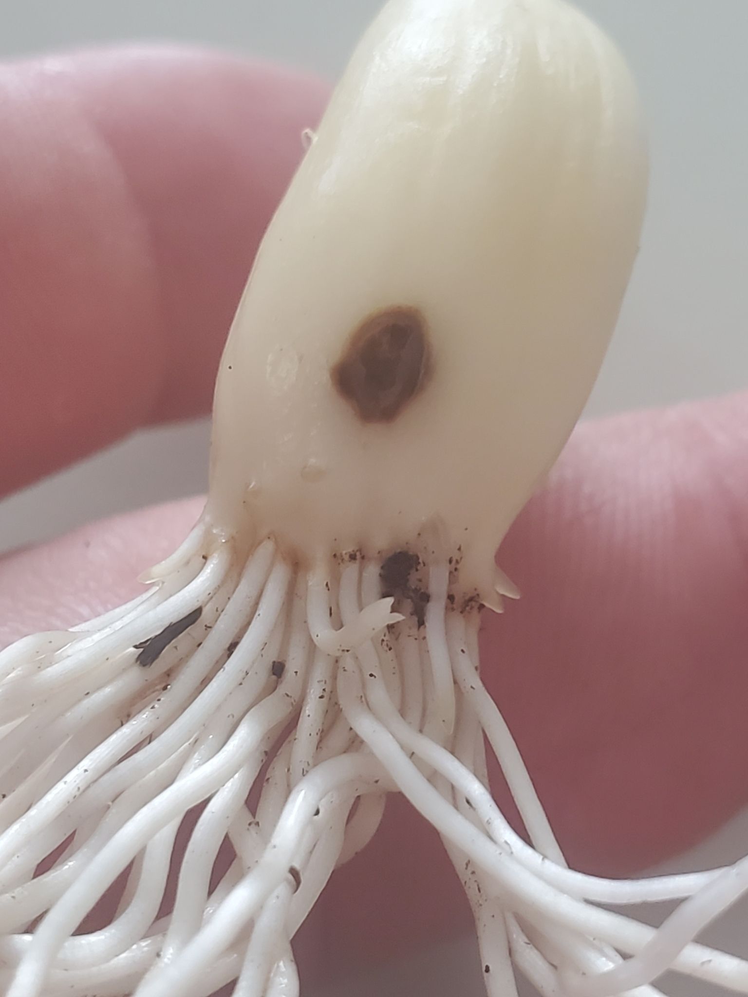 Aceria tulipae