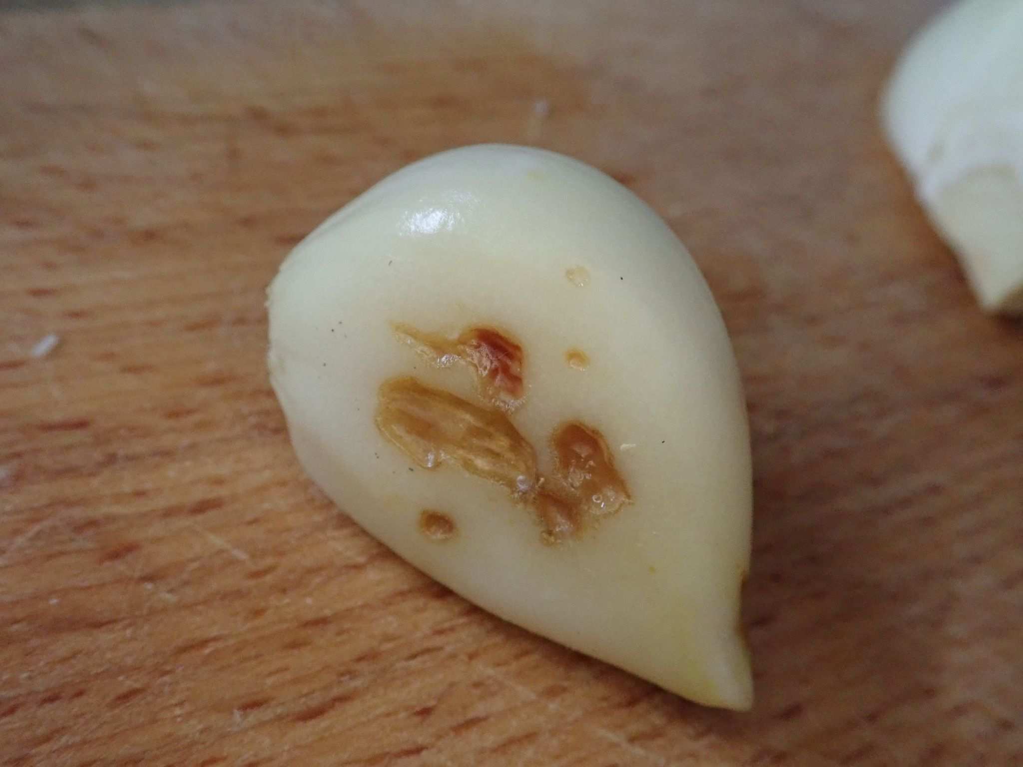 Aceria tulipae