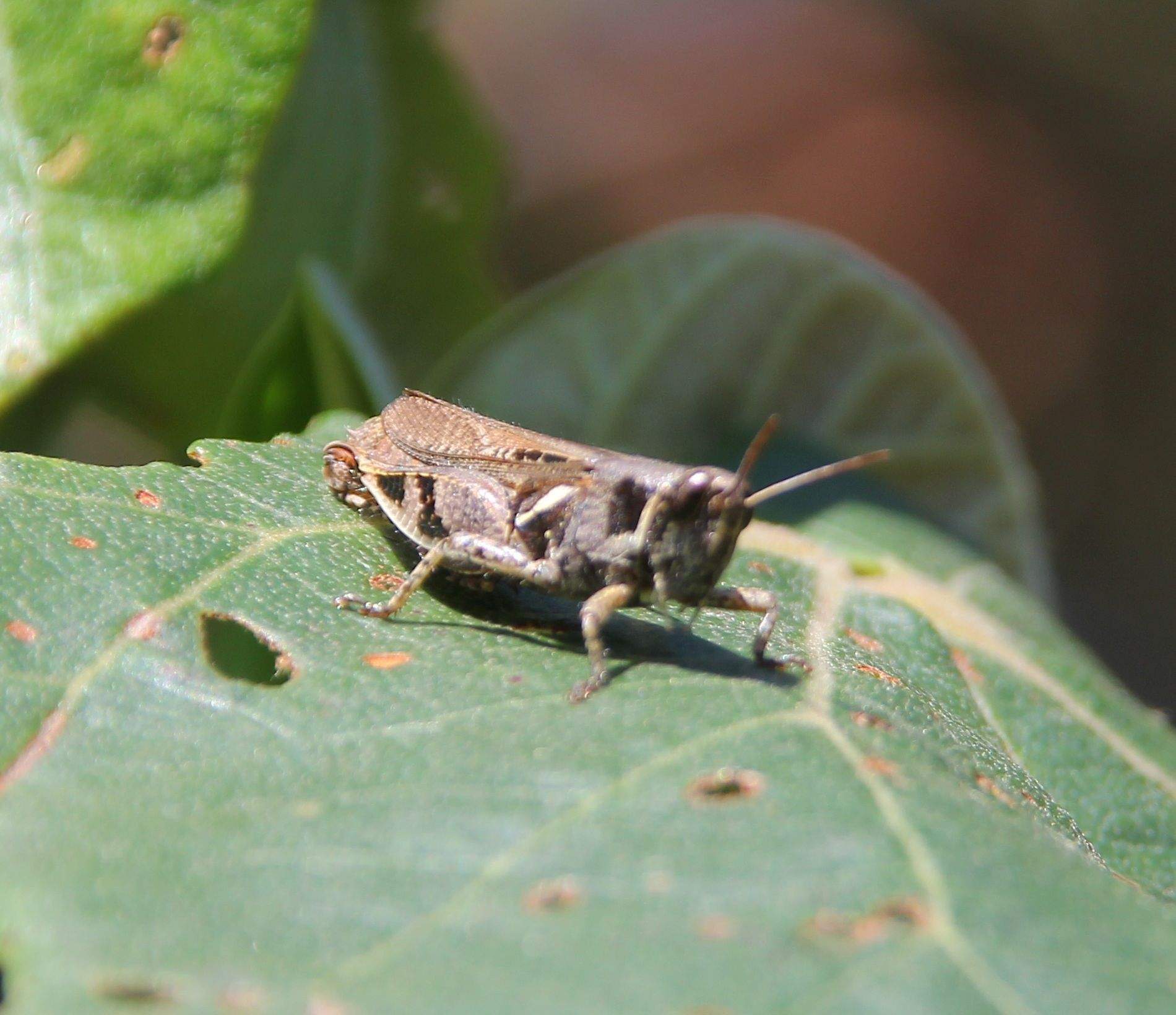 Catantops melanostictus