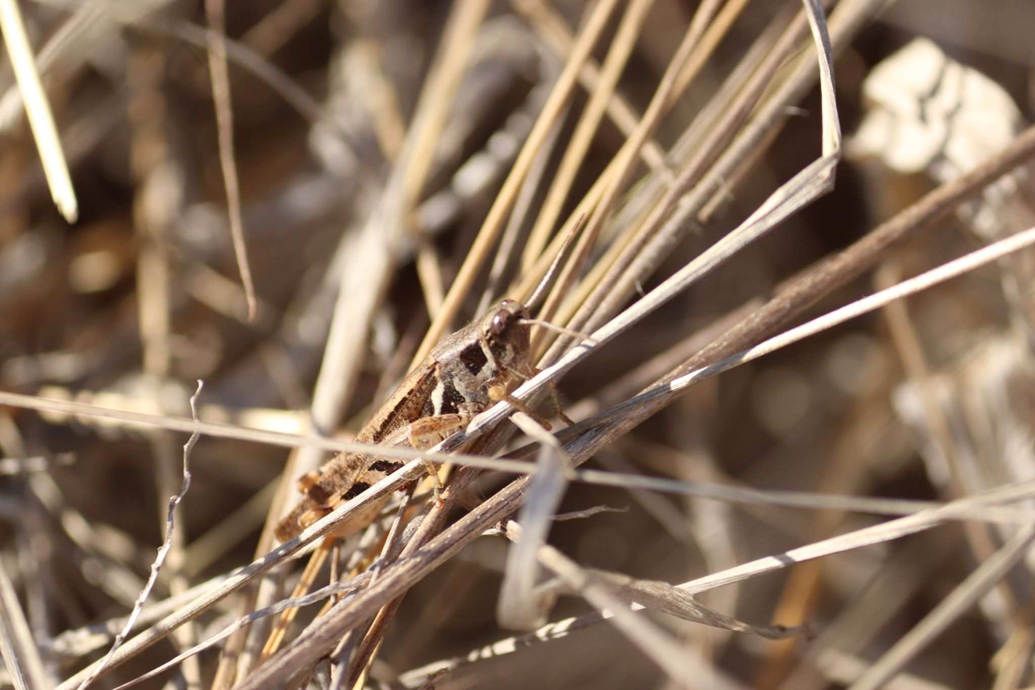 Catantops melanostictus