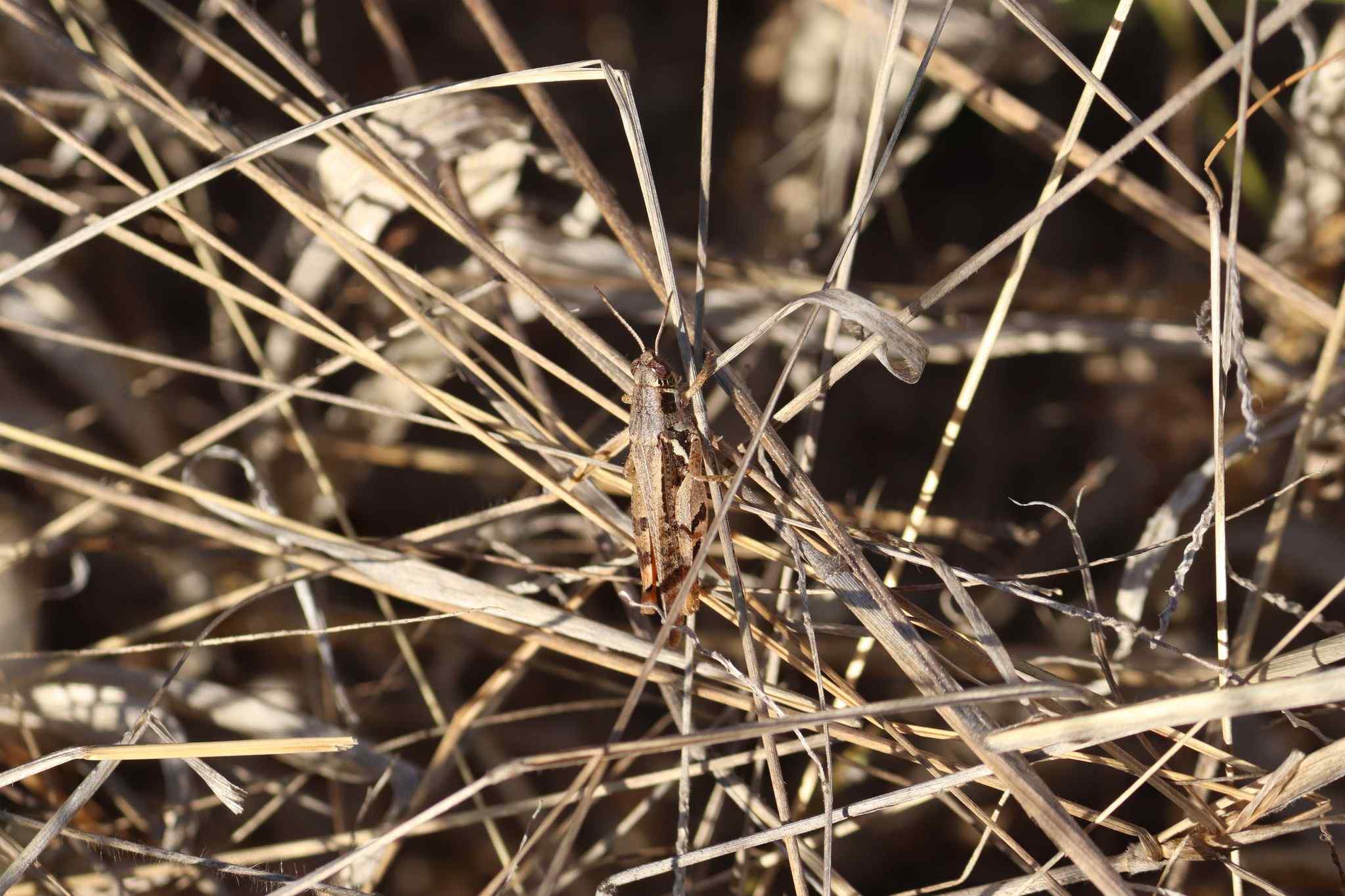 Catantops melanostictus