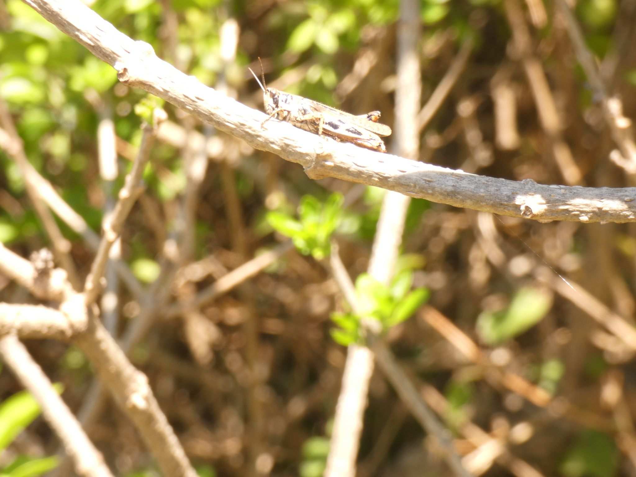 Catantops melanostictus