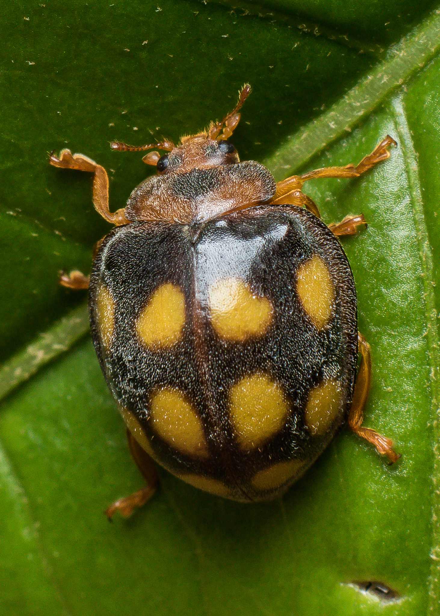 Epilachna mexicana