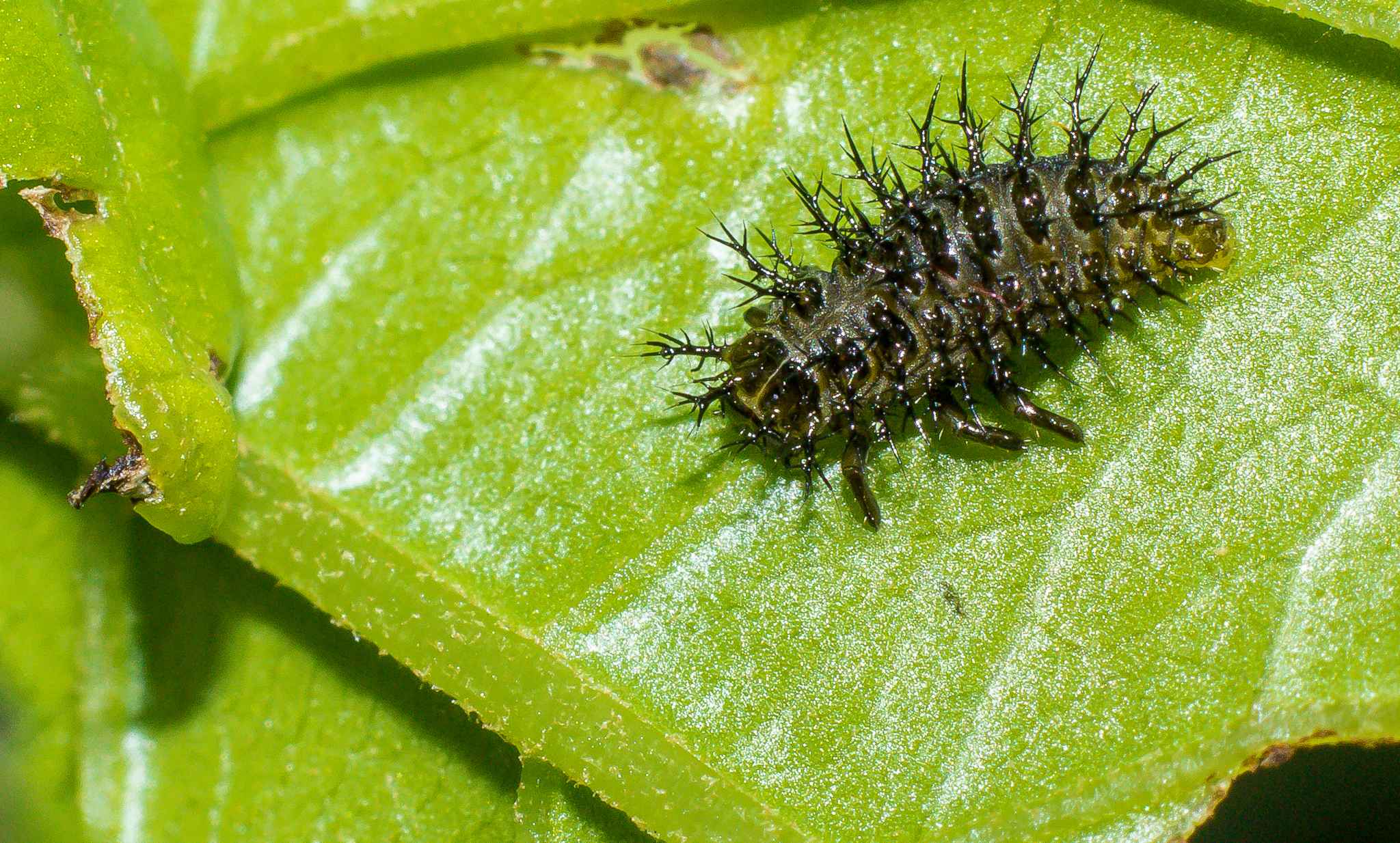 Epilachna mexicana