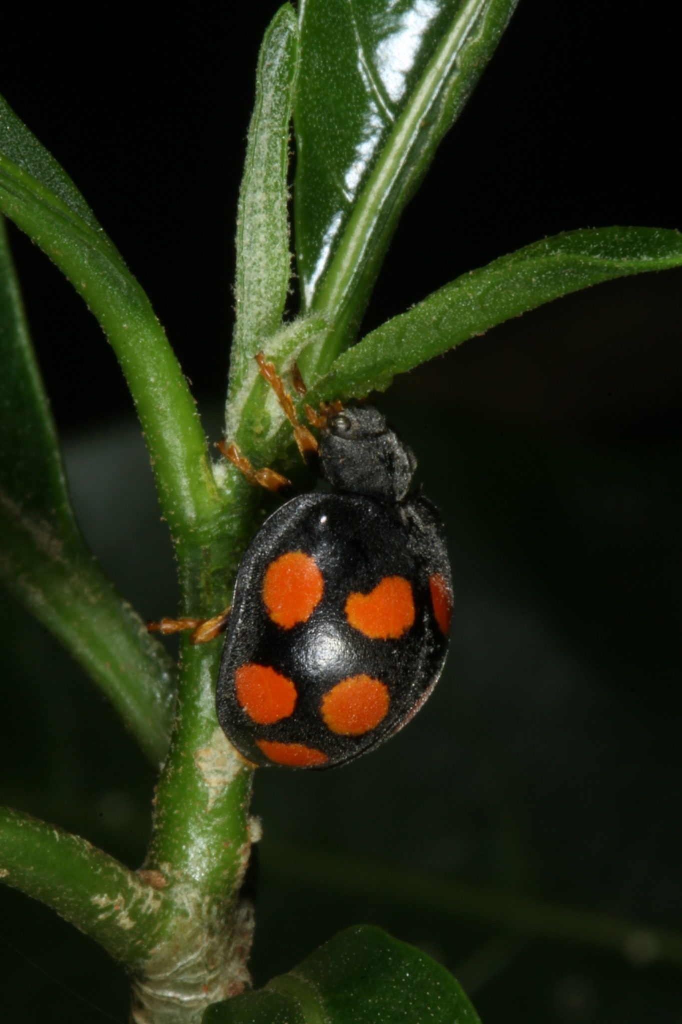 Epilachna mexicana