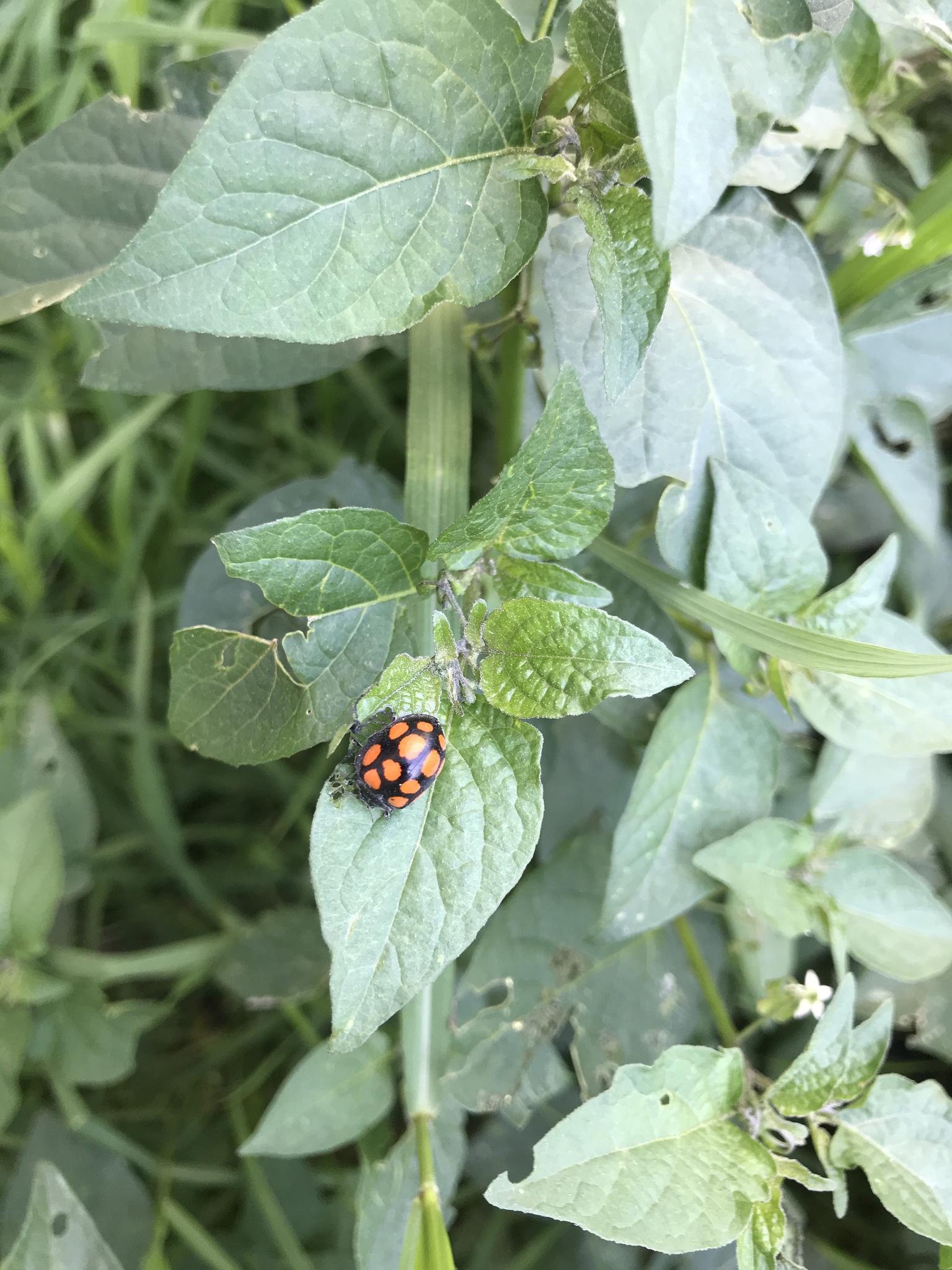 Epilachna mexicana