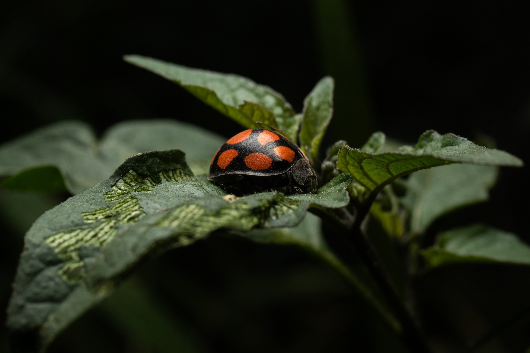 Epilachna mexicana