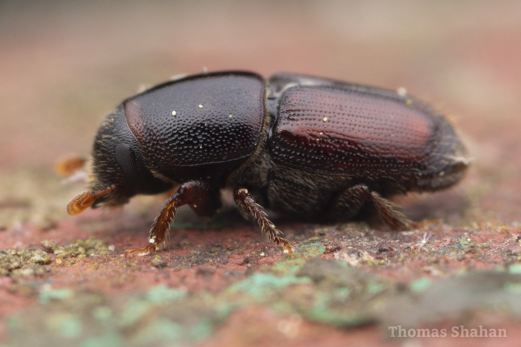 Scolytus scolytus
