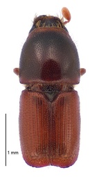 Scolytus scolytus