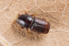 Scolytus scolytus