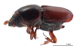 Scolytus scolytus