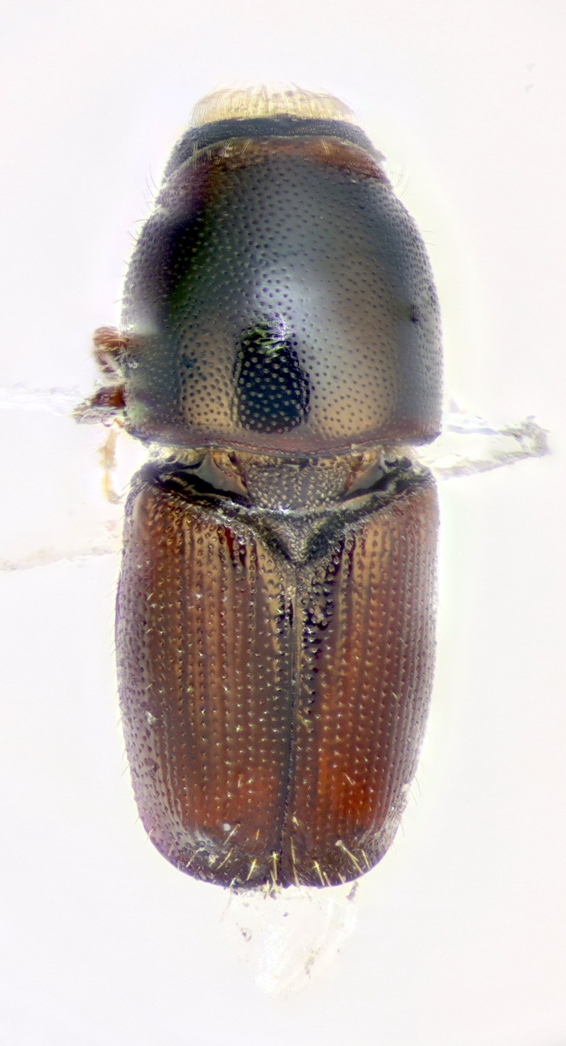 Scolytus scolytus