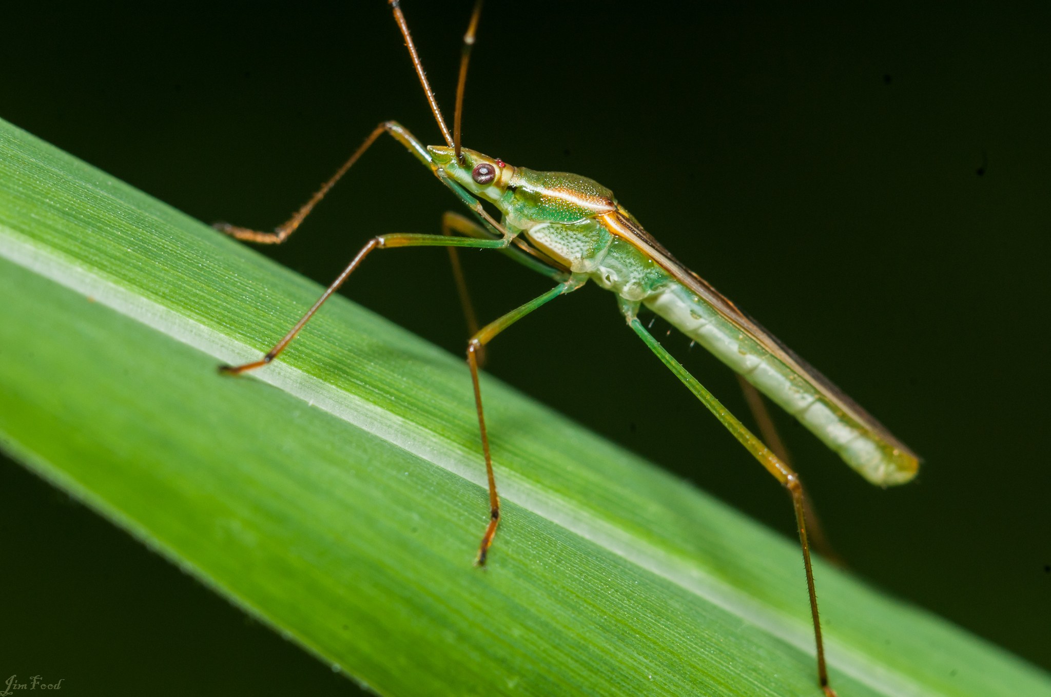 Leptocorisa acuta