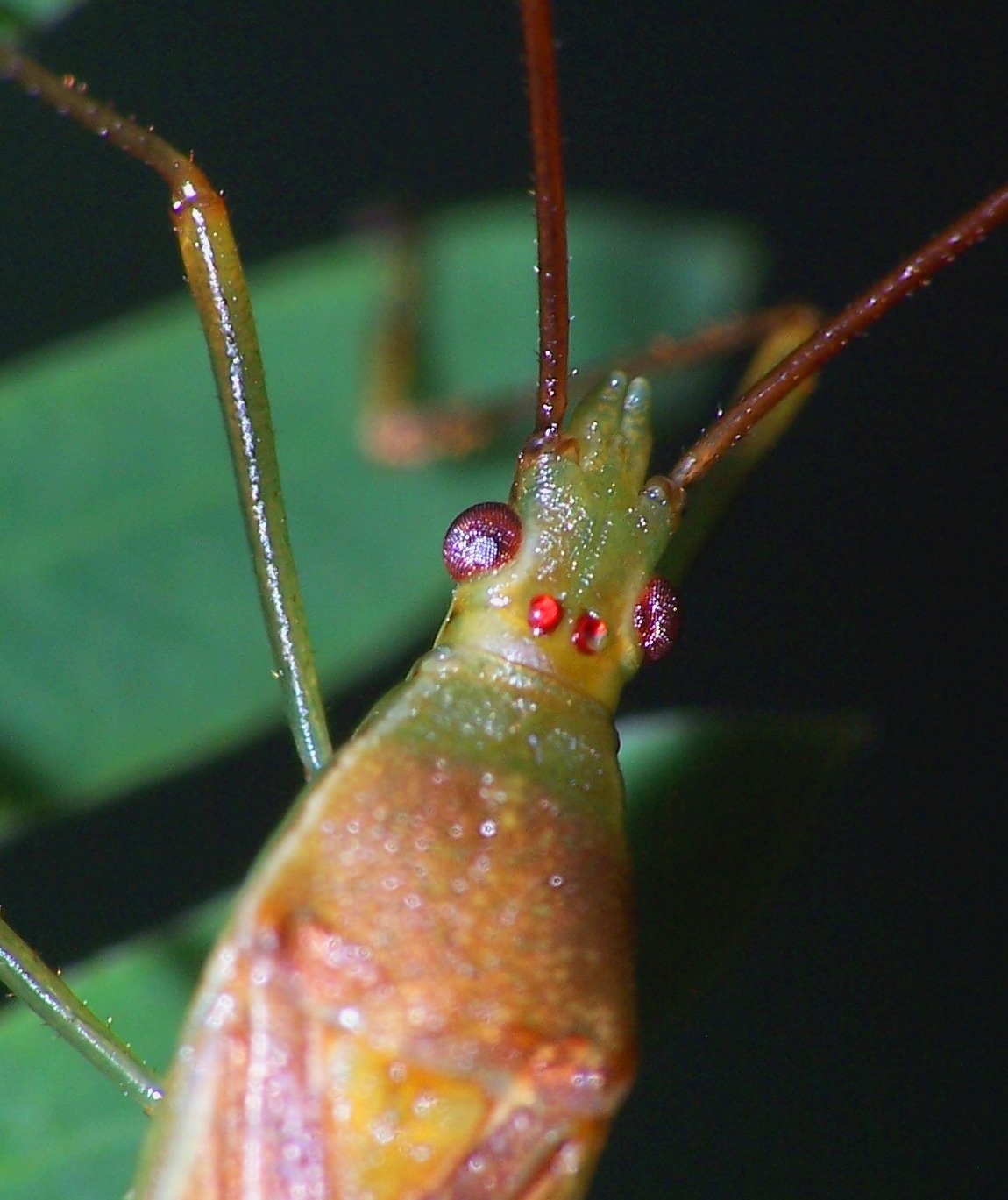 Leptocorisa acuta