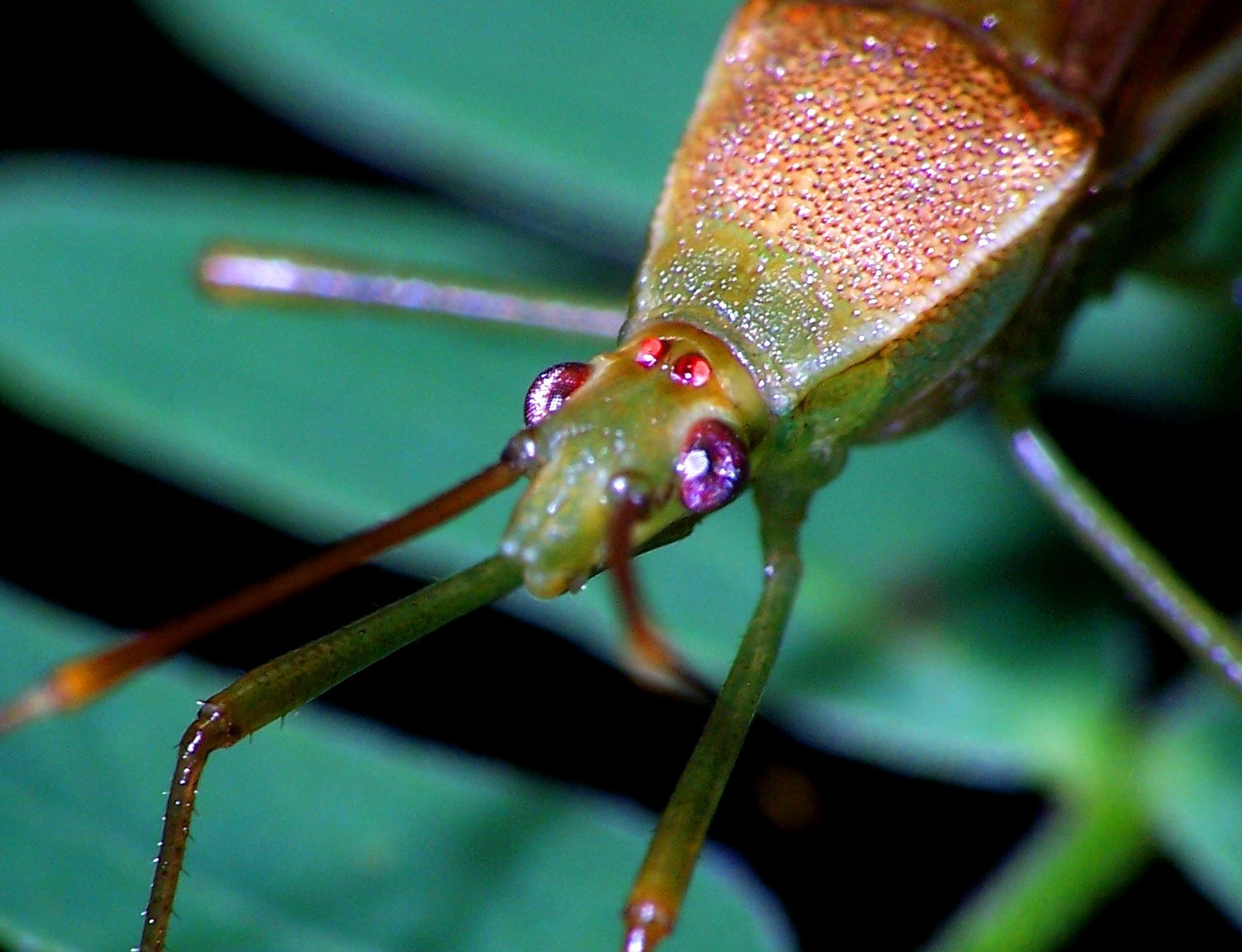 Leptocorisa acuta