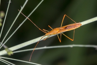 Leptocorisa acuta