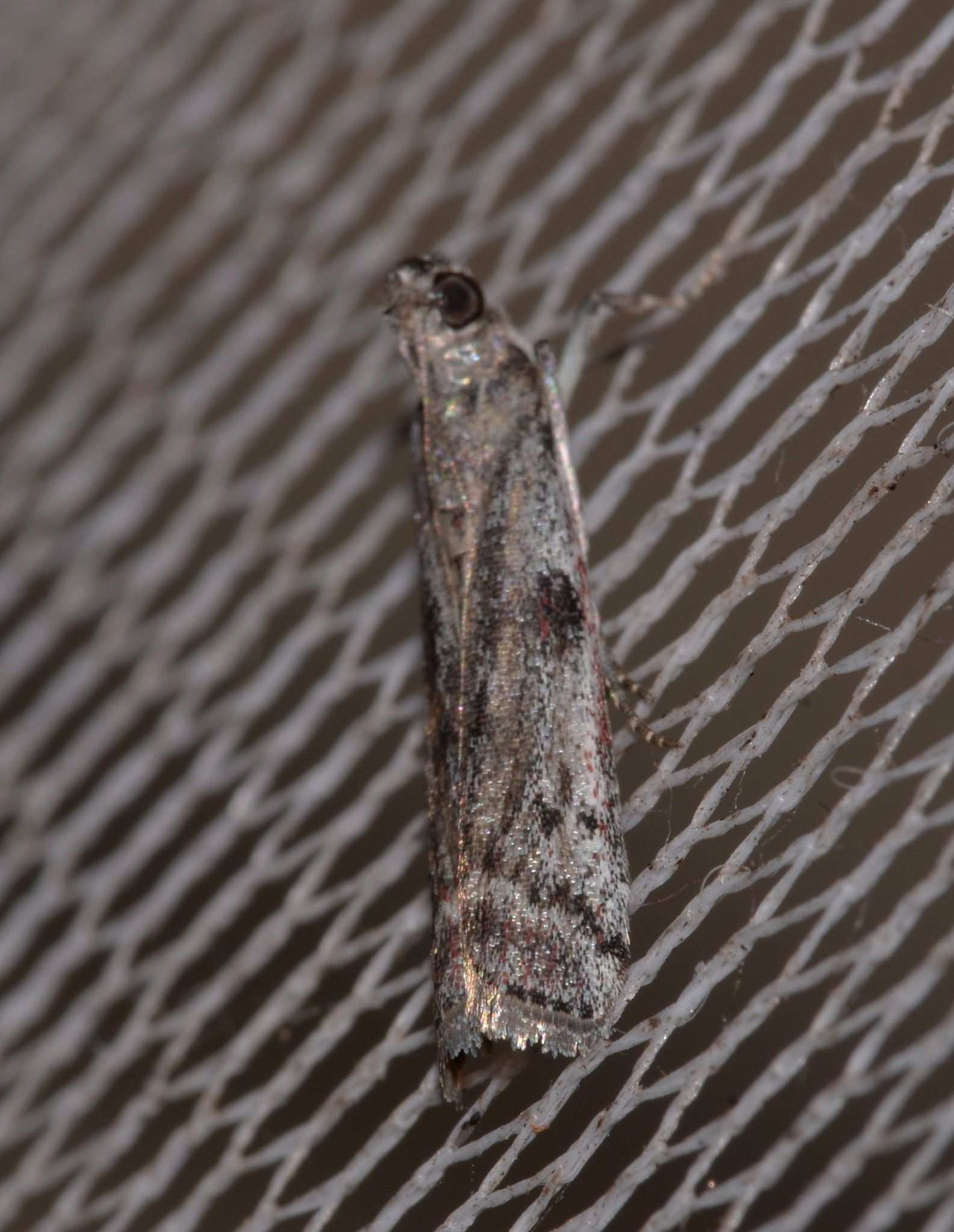 Cryptoblabes hemigypsa