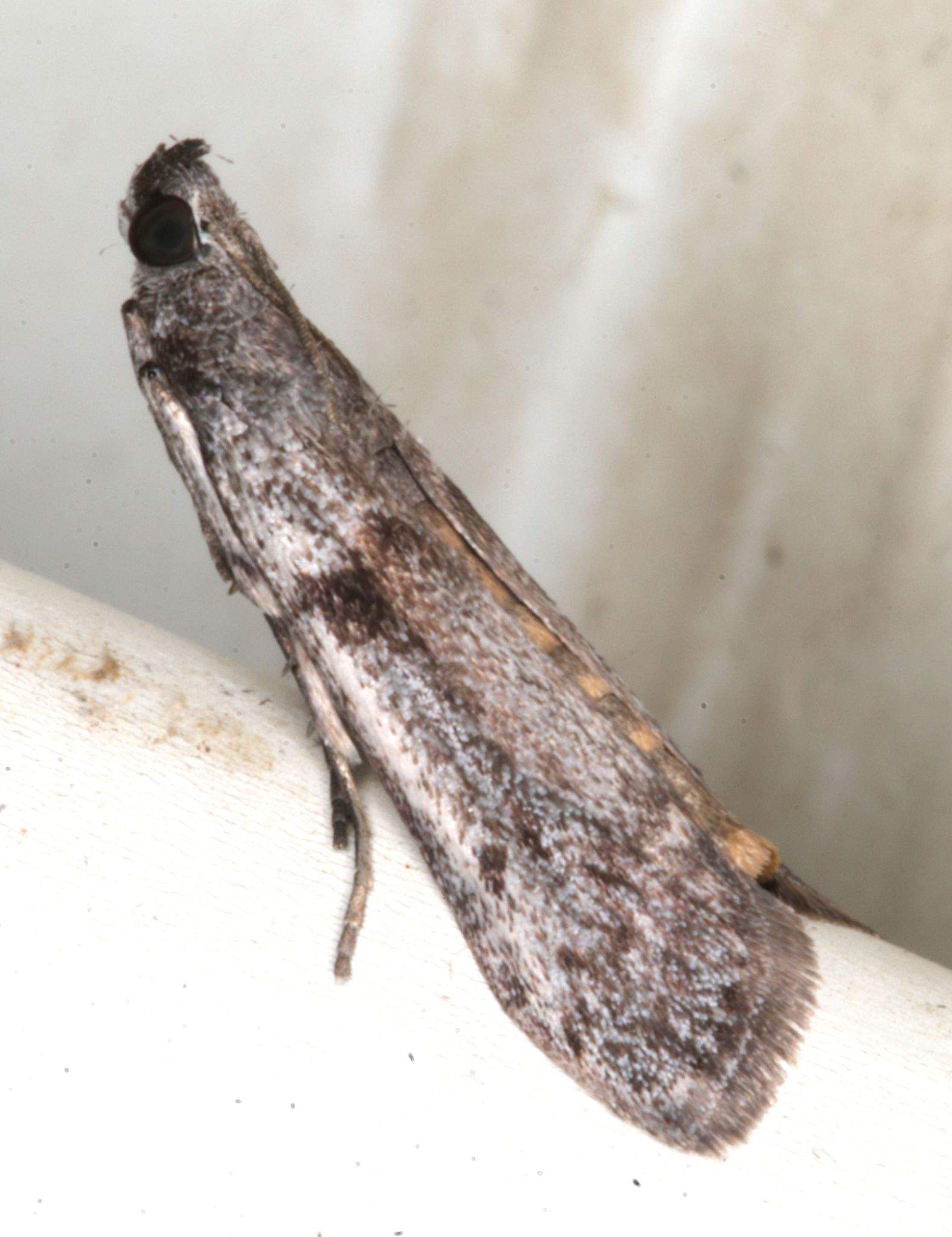 Cryptoblabes hemigypsa