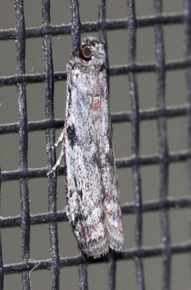 Cryptoblabes hemigypsa