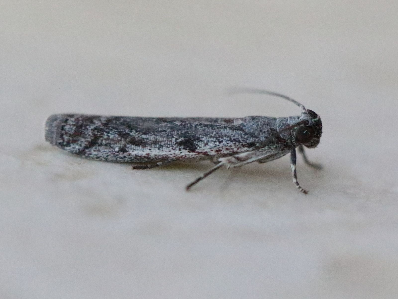 Cryptoblabes hemigypsa