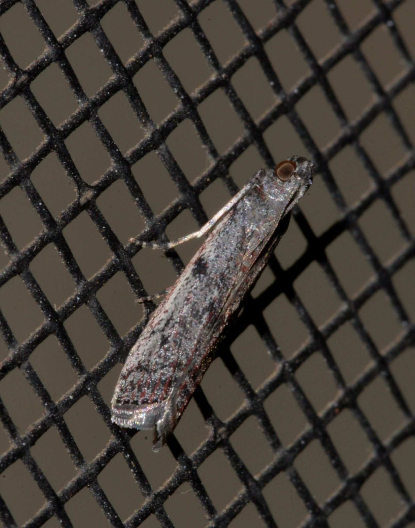 Cryptoblabes hemigypsa