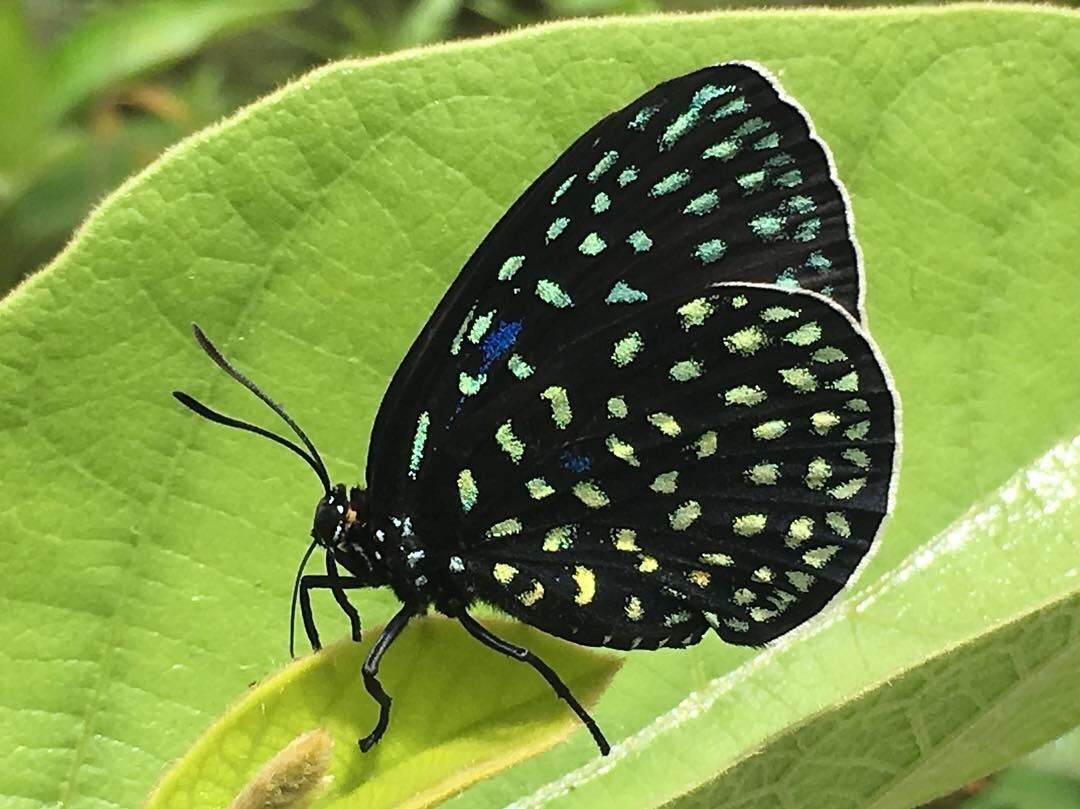 Eumaeus childrenae
