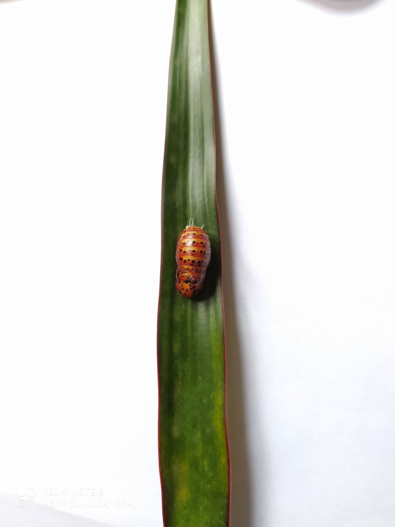 Eumaeus childrenae