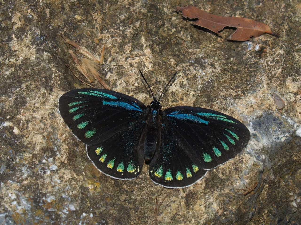 Eumaeus childrenae