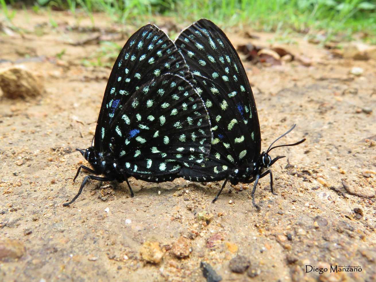 Eumaeus childrenae