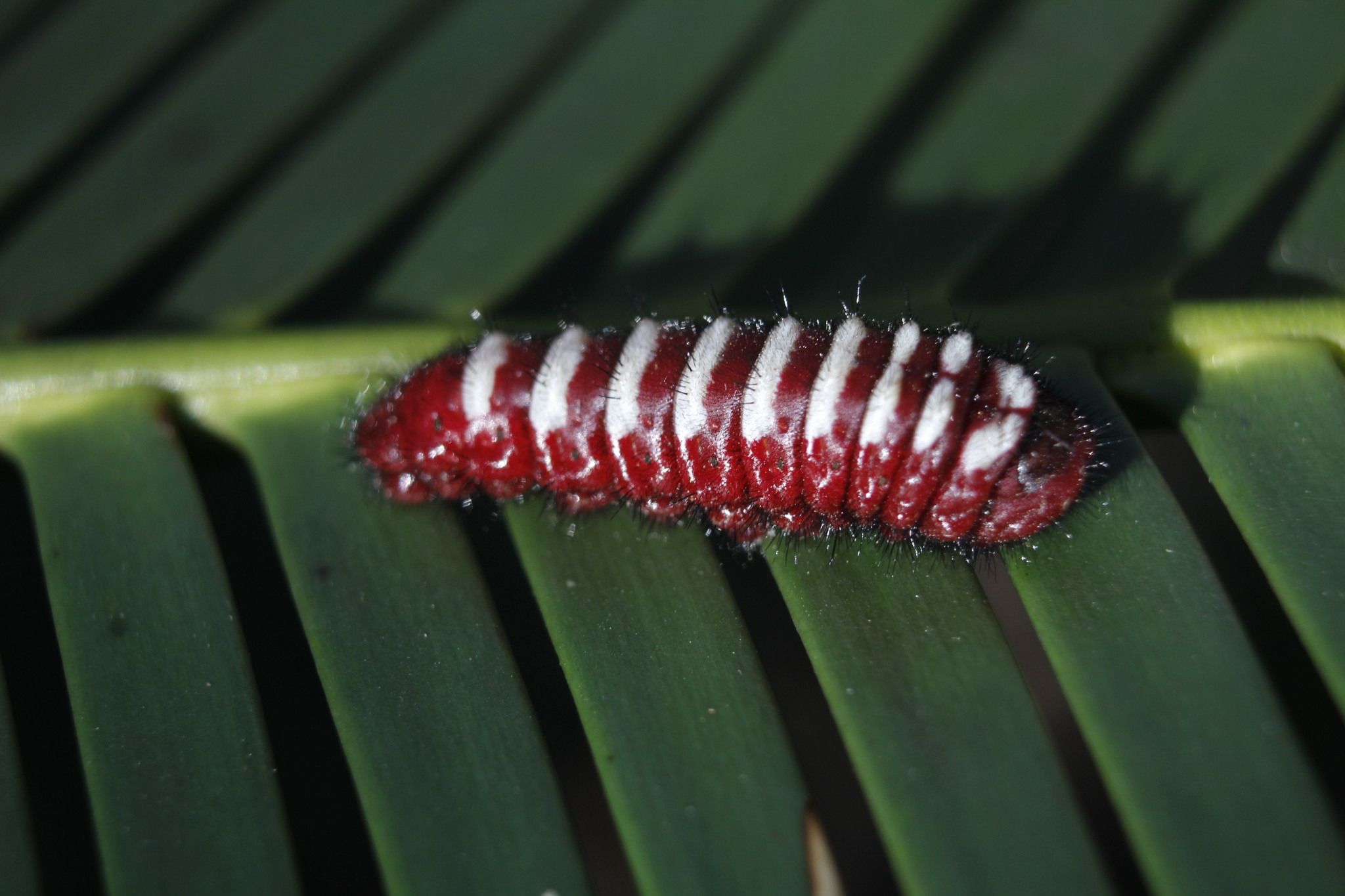 Eumaeus childrenae