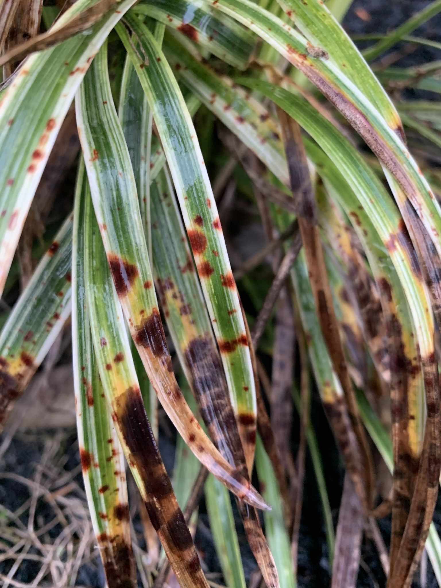 Colletotrichum liriopes