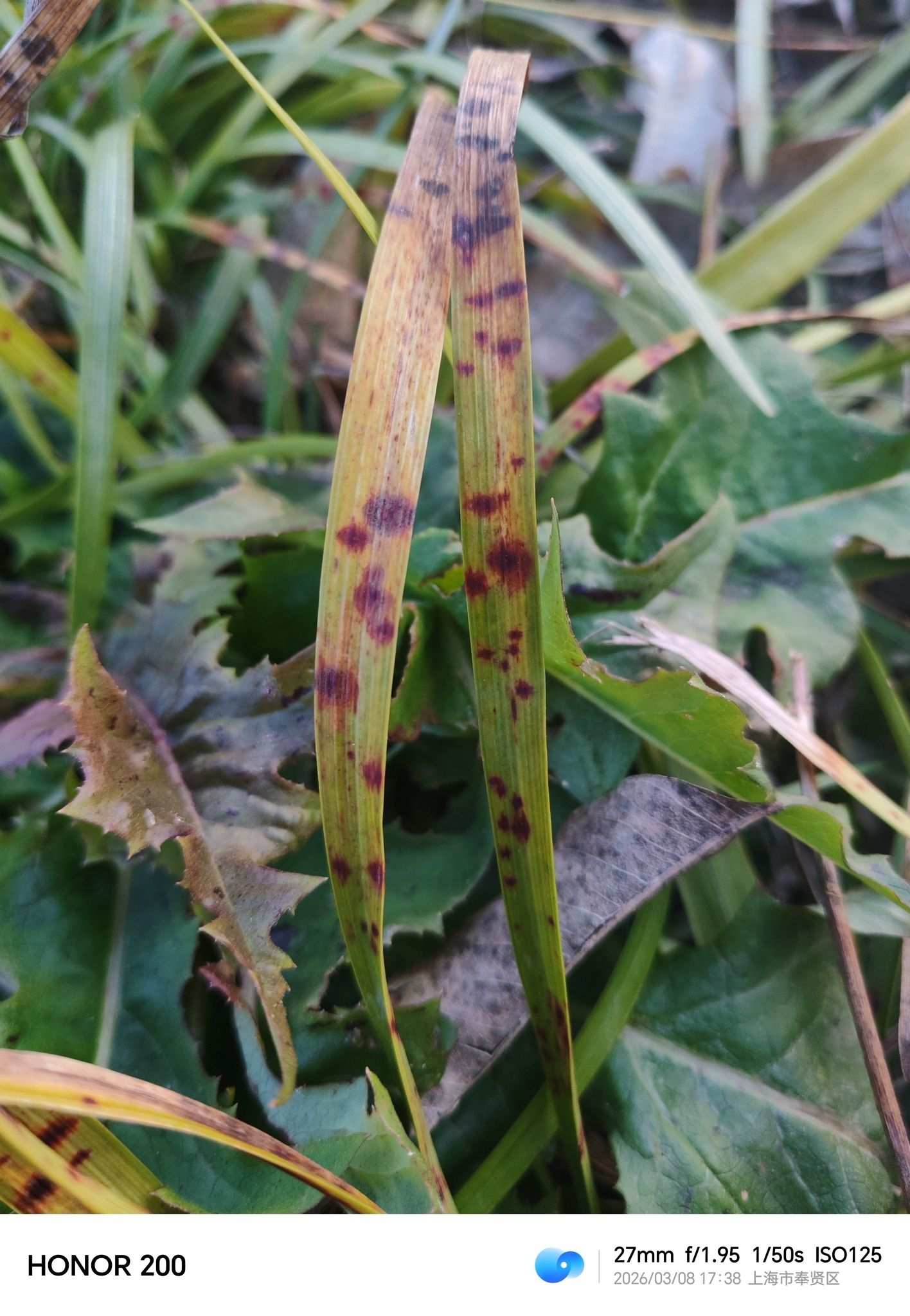 Colletotrichum liriopes