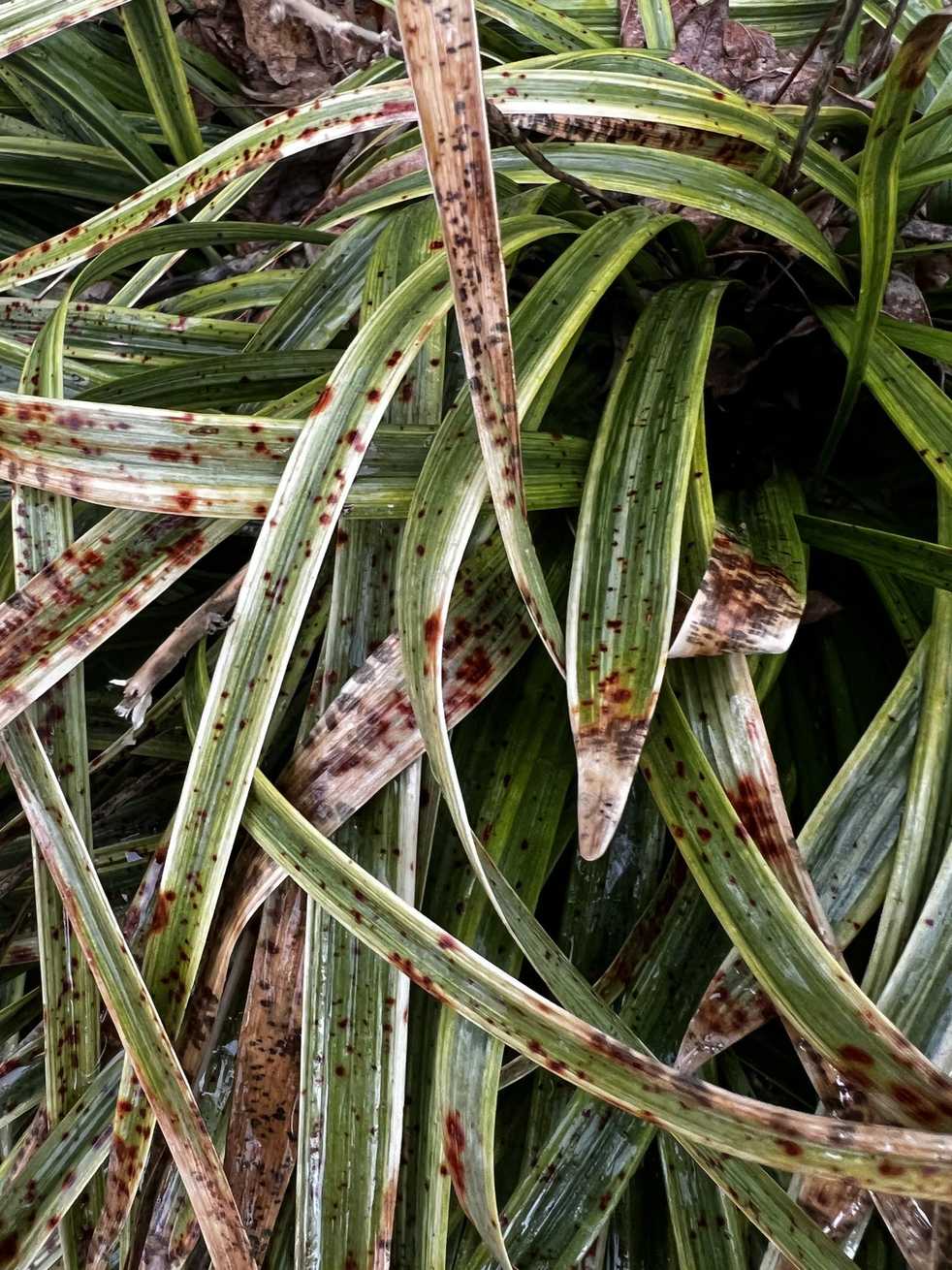 Colletotrichum liriopes