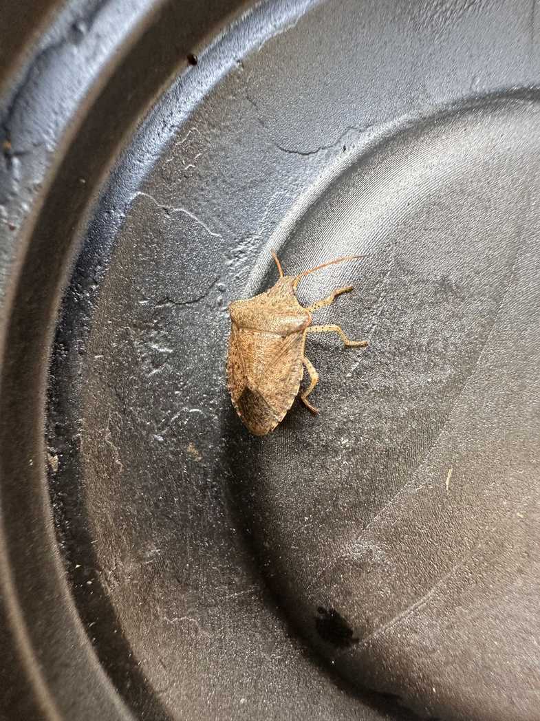 Euschistus conspersus