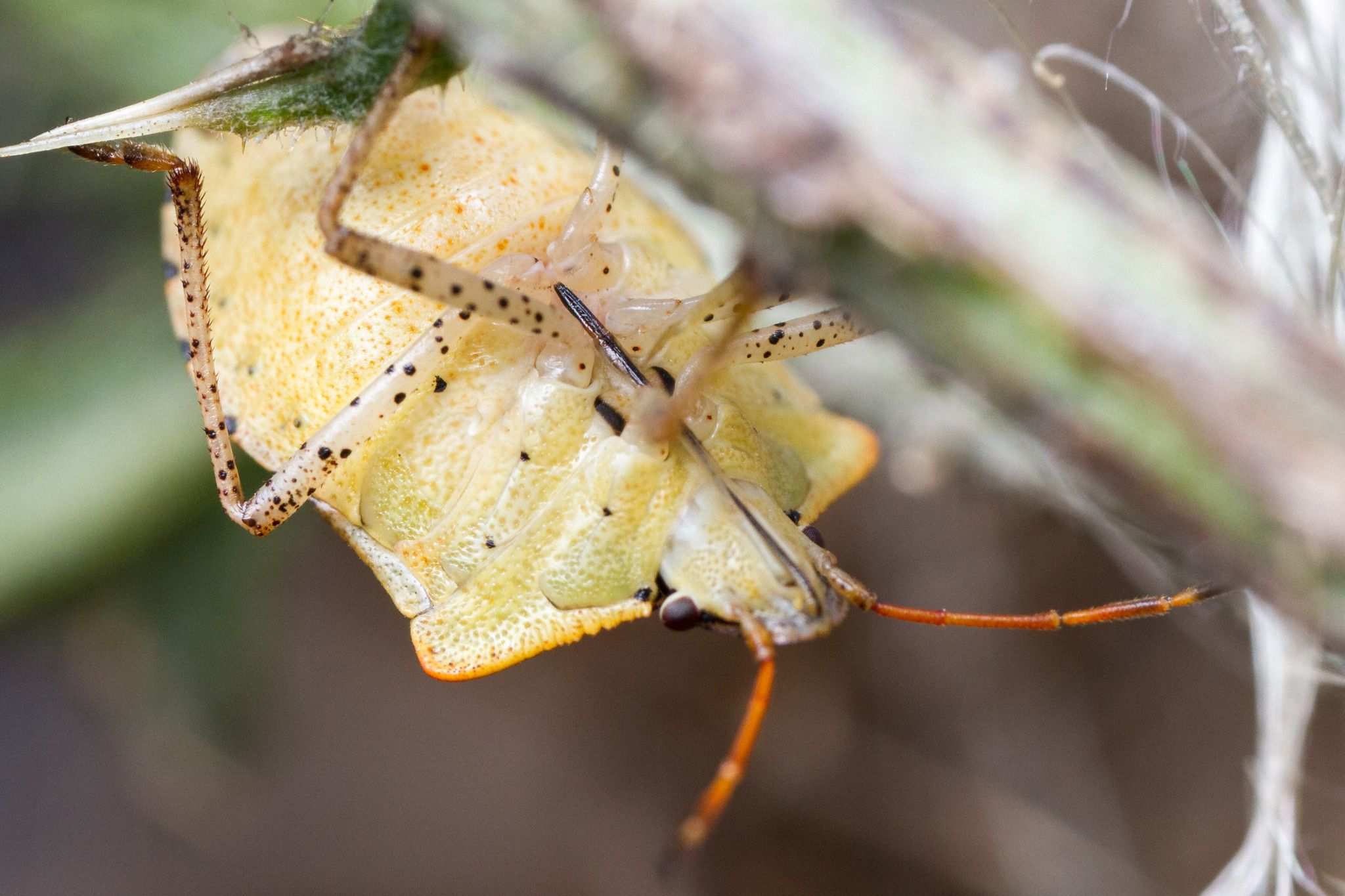 Euschistus conspersus