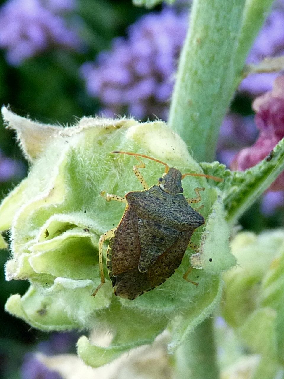 Euschistus conspersus