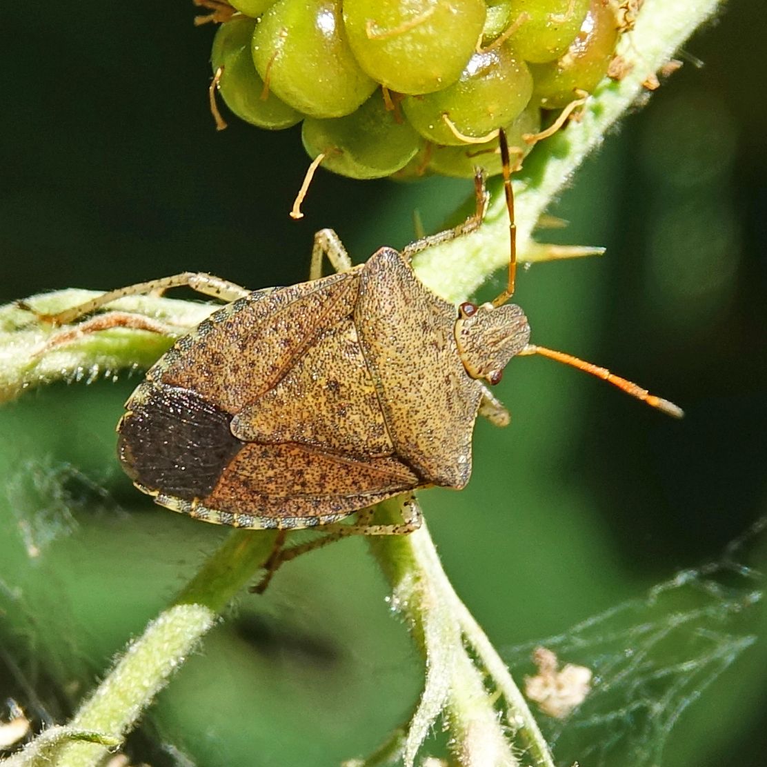 Euschistus conspersus