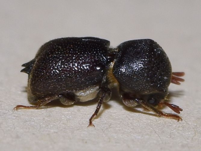Sinoxylon conigerum