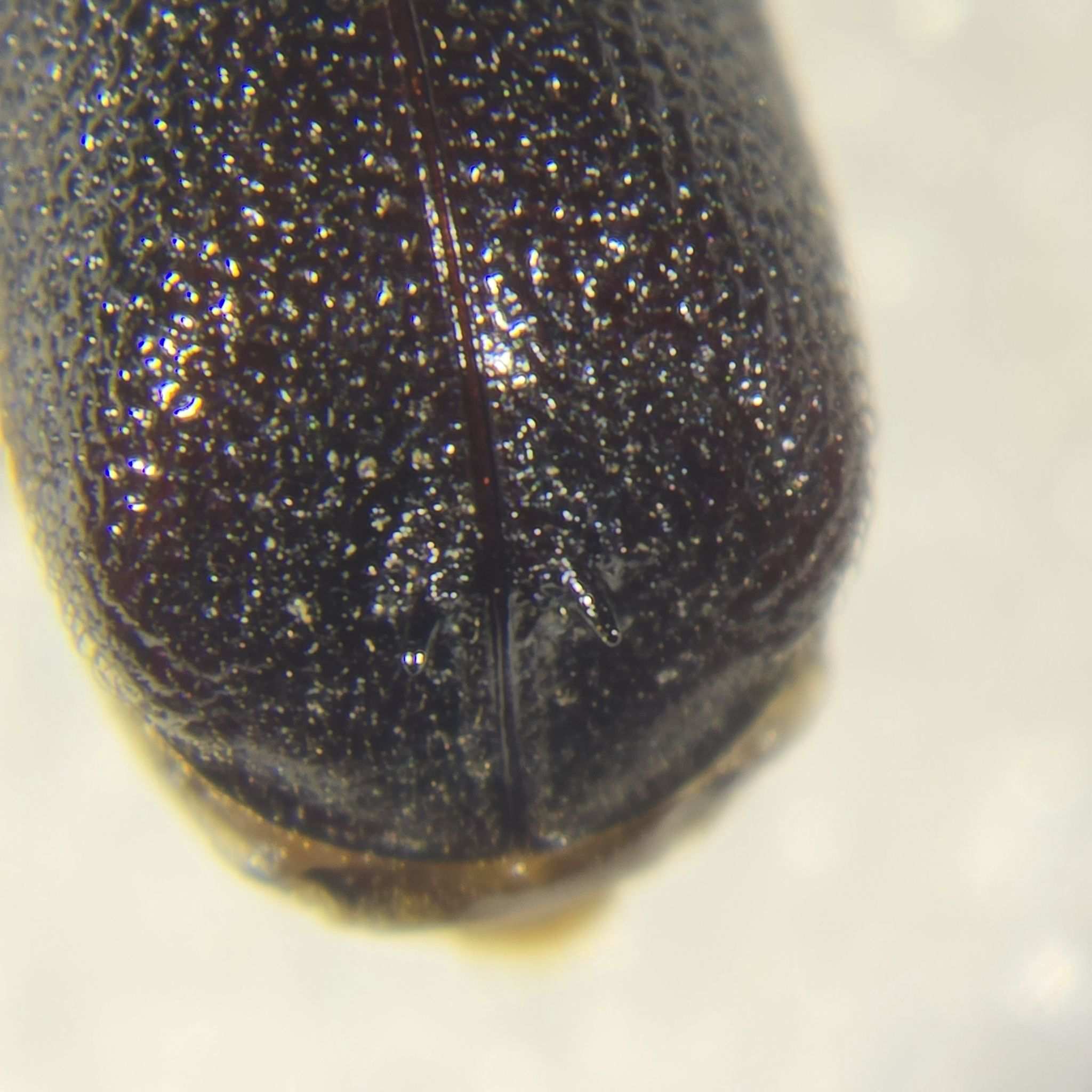 Sinoxylon conigerum